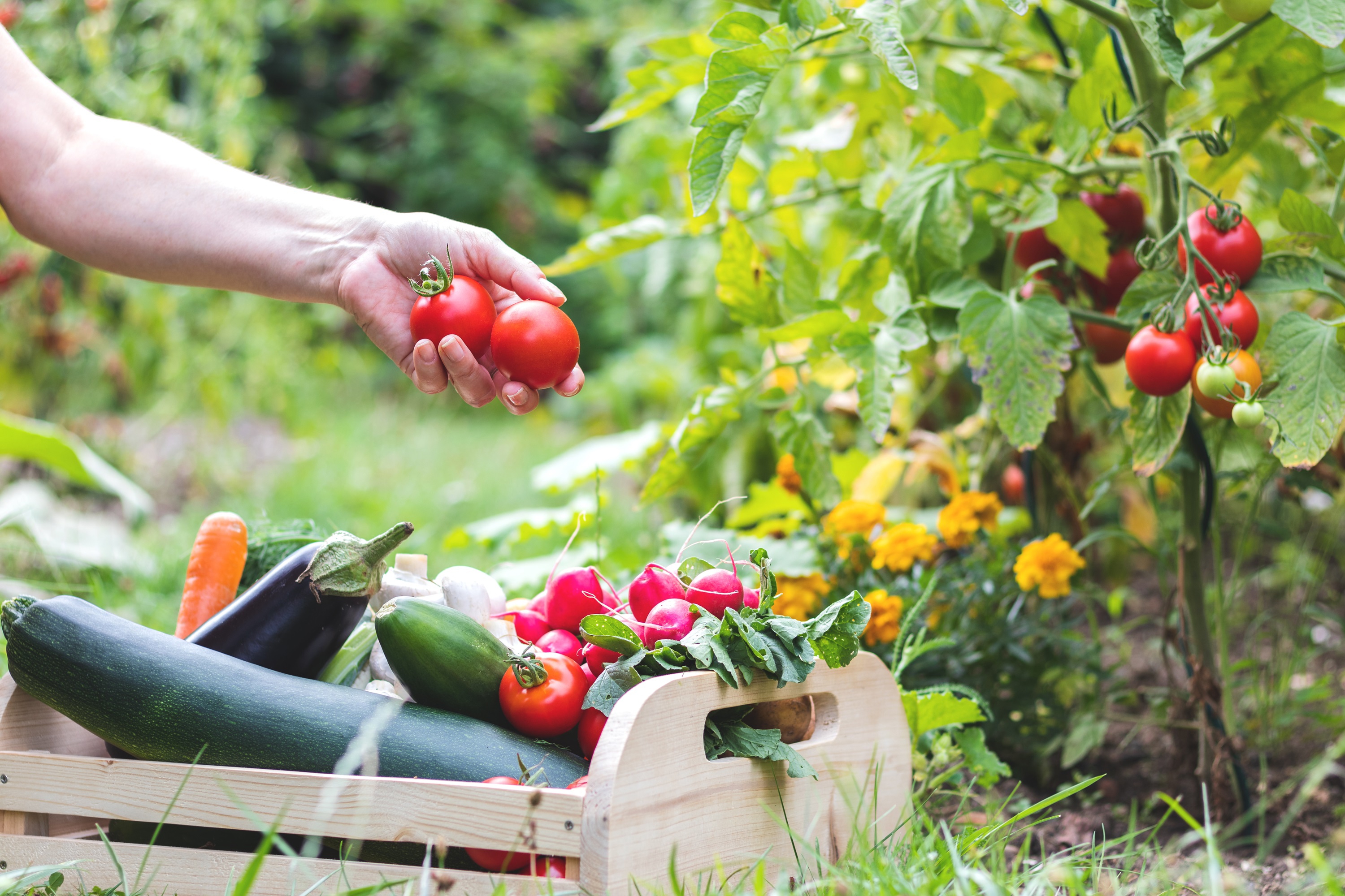 Stock Fruit And Vegetable