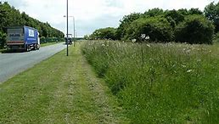 Roadside grass verge