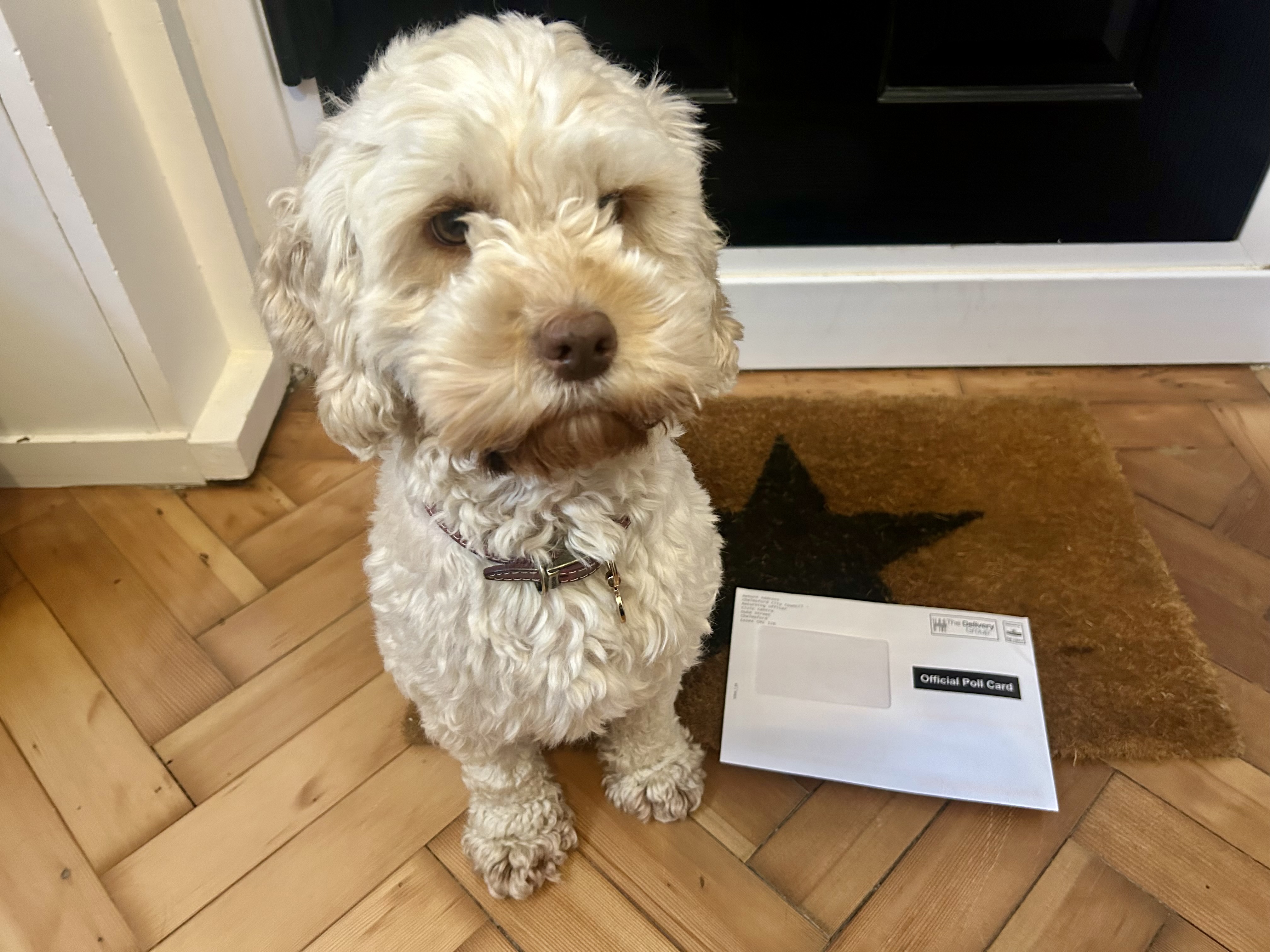 Dog with polling card.jpeg