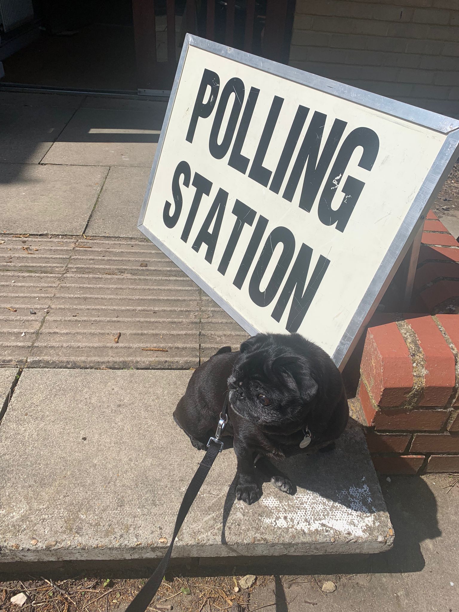 Dogs At Polling Stations