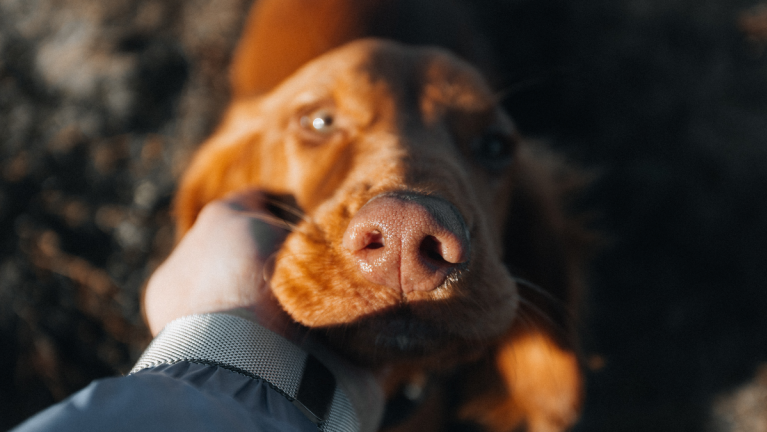 A Dog Looks At The Camera As Their Owners Scratches Their Chin