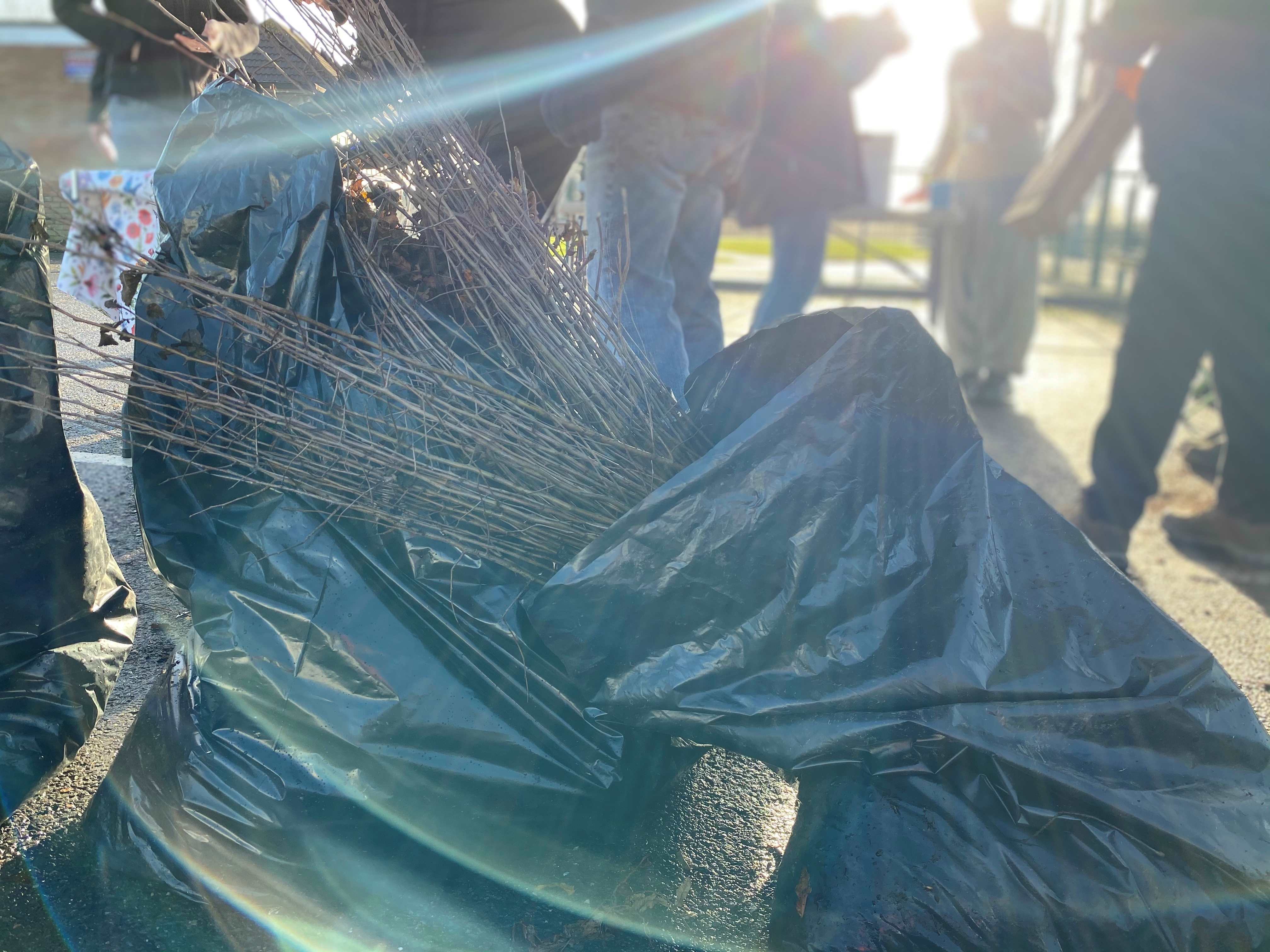 Trees Ready For Collection