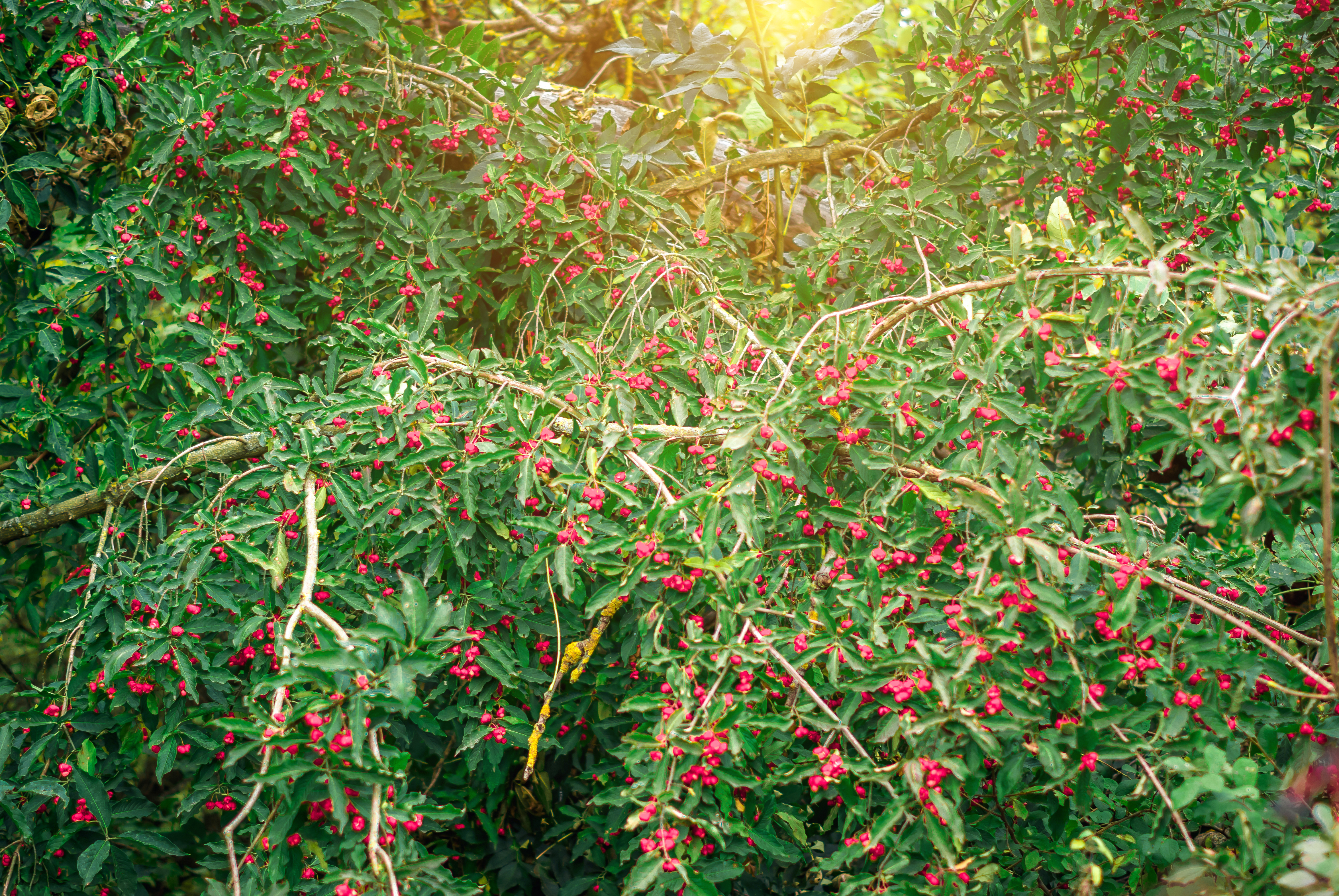 Spindle