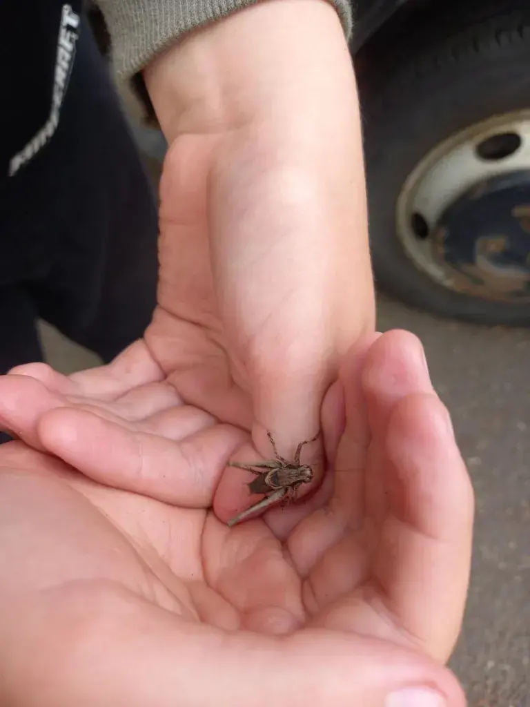 Mottledgrasshopper