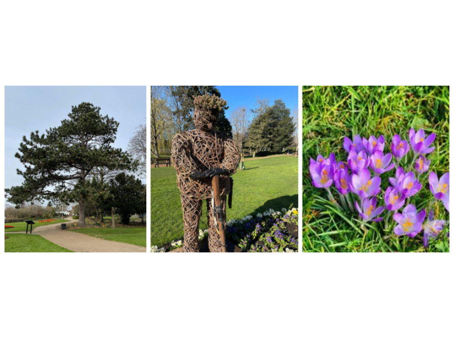 An Entry For Chelmsford City Council’S I Spy Facebook Competition Image Of Trees, A Wicket Sculpture And Flowers