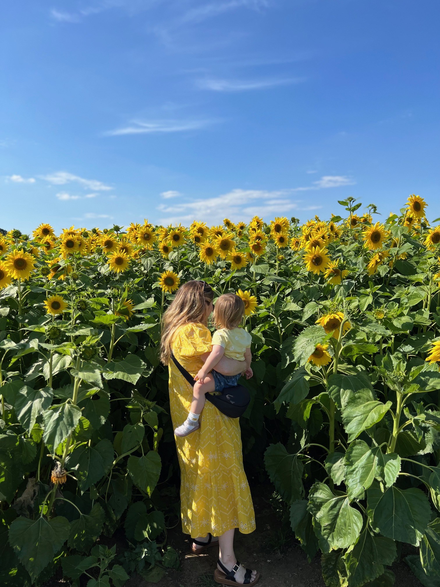 Writtle Sunflower Field Close Up
