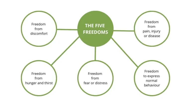 Five Freedoms For Animals