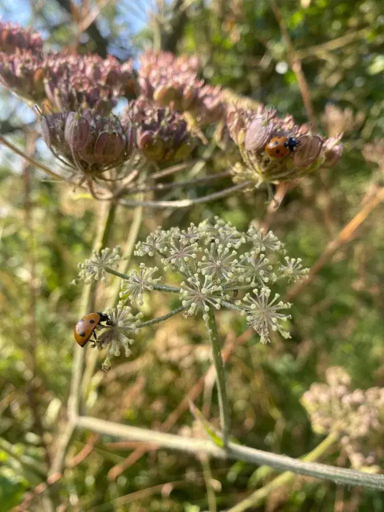 Wildflowers