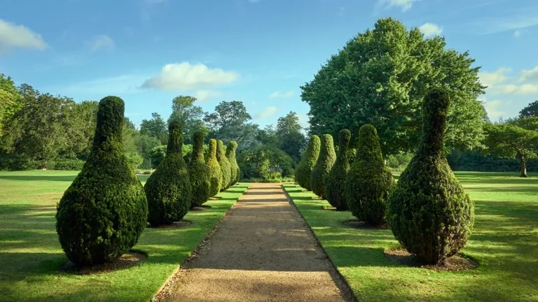 Gravel path flanked by line of topiary busges either side