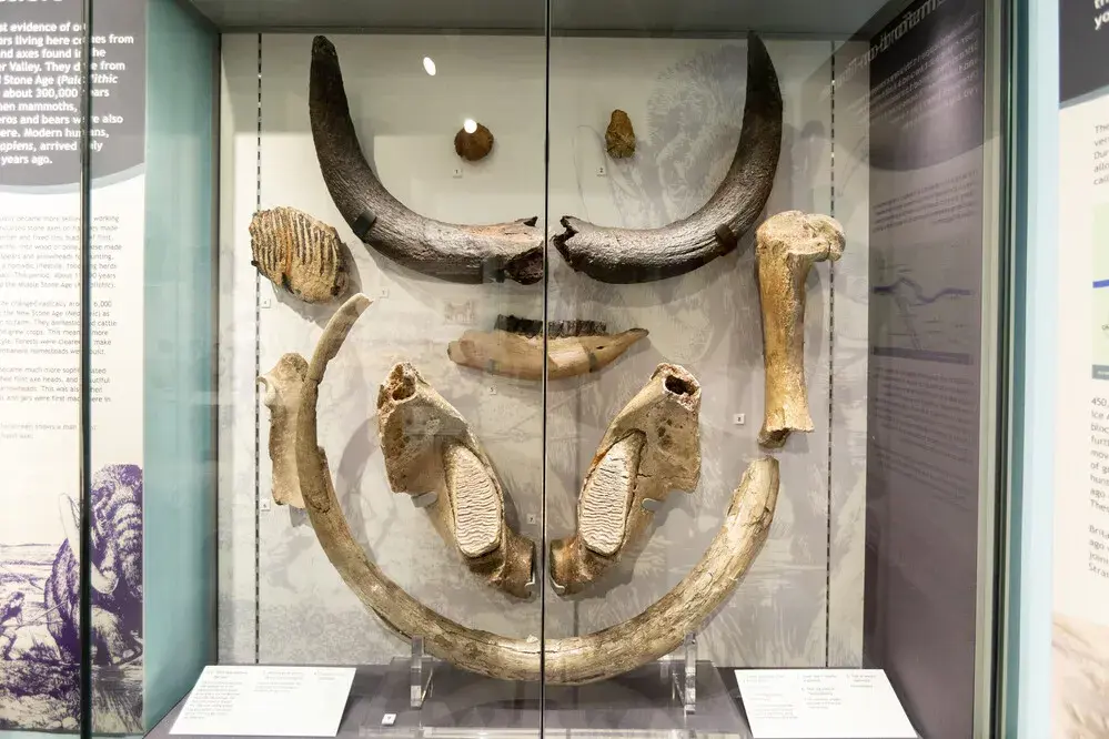 Animal Bones (Credit Daniel Jones)