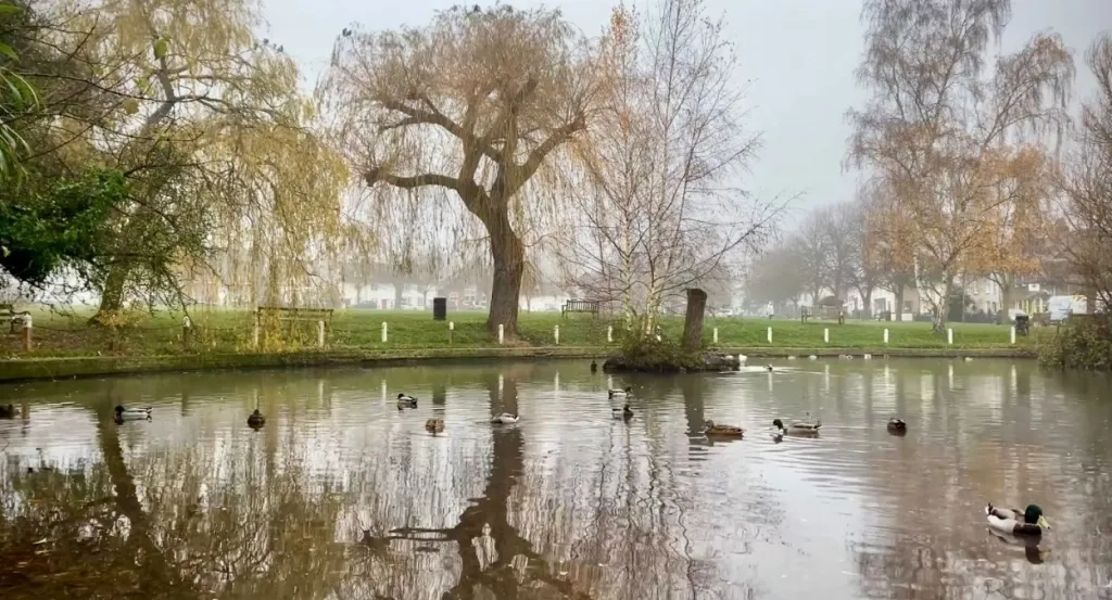 Writtle Duck Pond