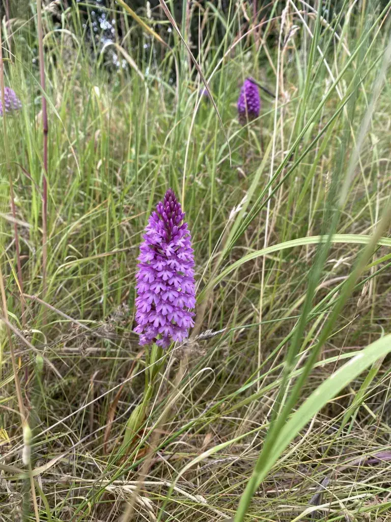 Pyramidal Orchid