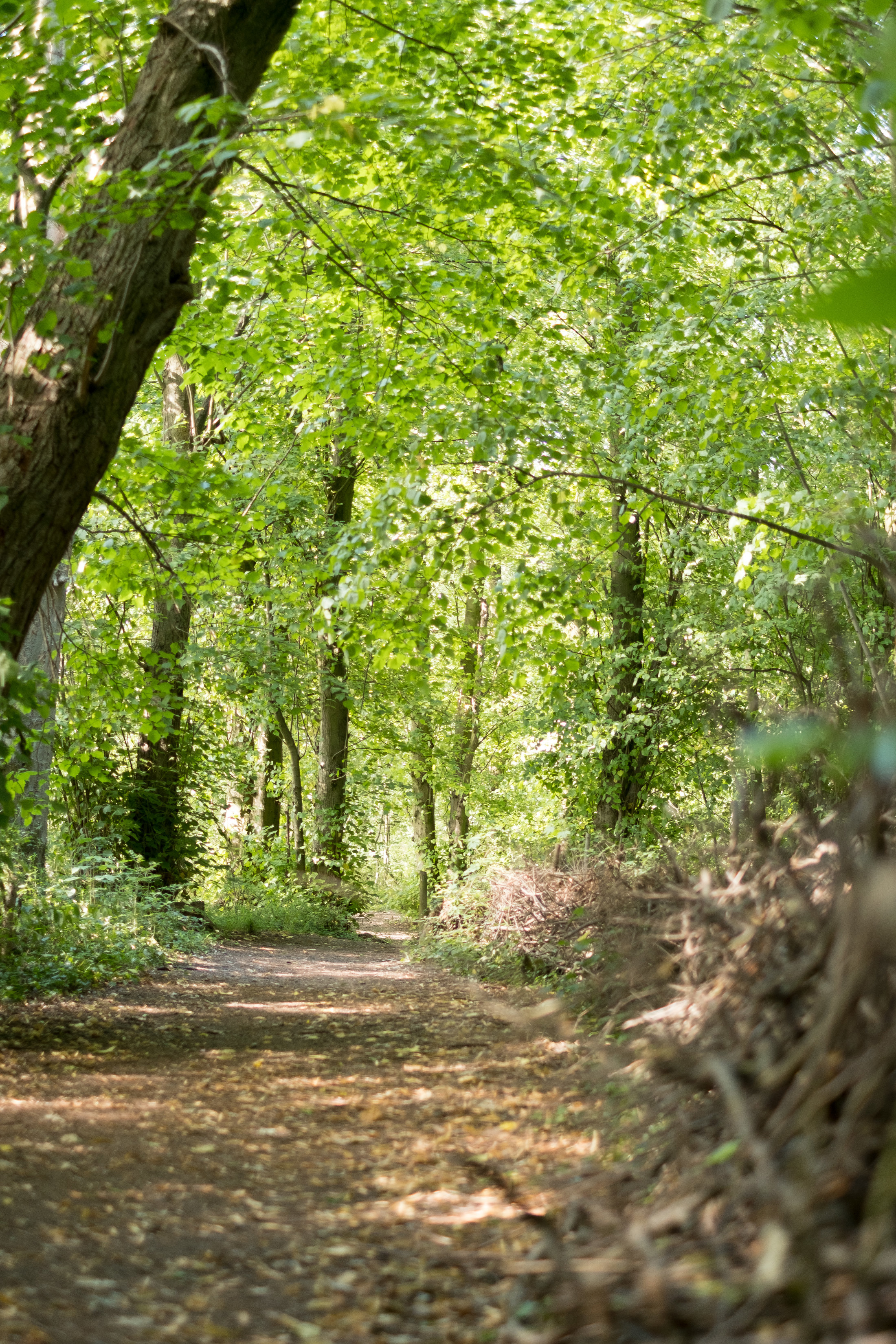 Woodlands at Hylands - by Eye Shine Photography
