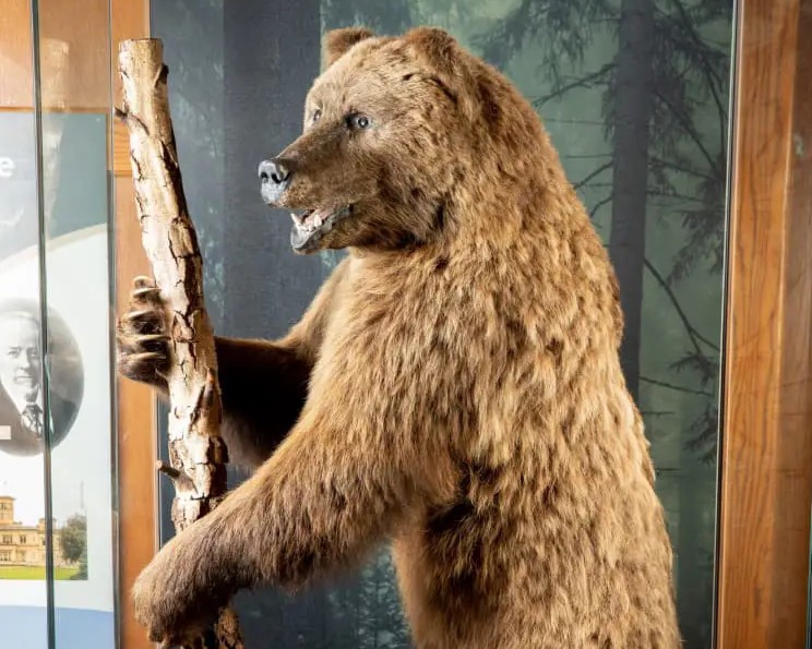 Boris the Bear (1).jpg
