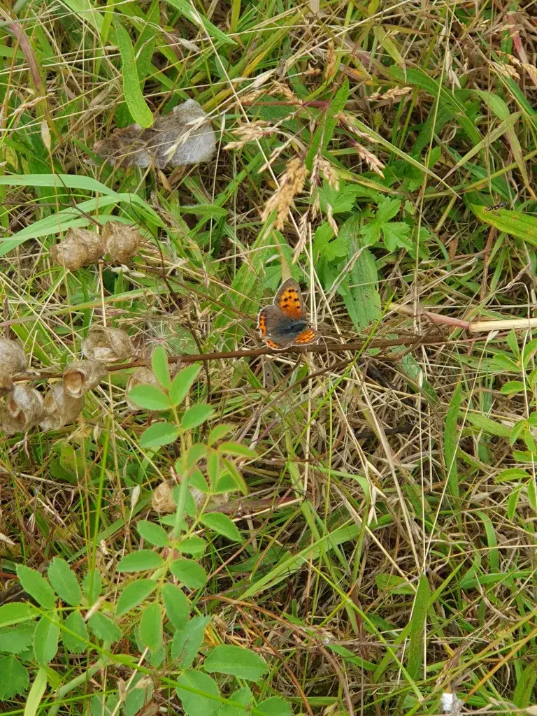 Smallcopper Butterfly