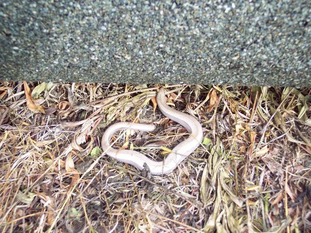 Slow Worm