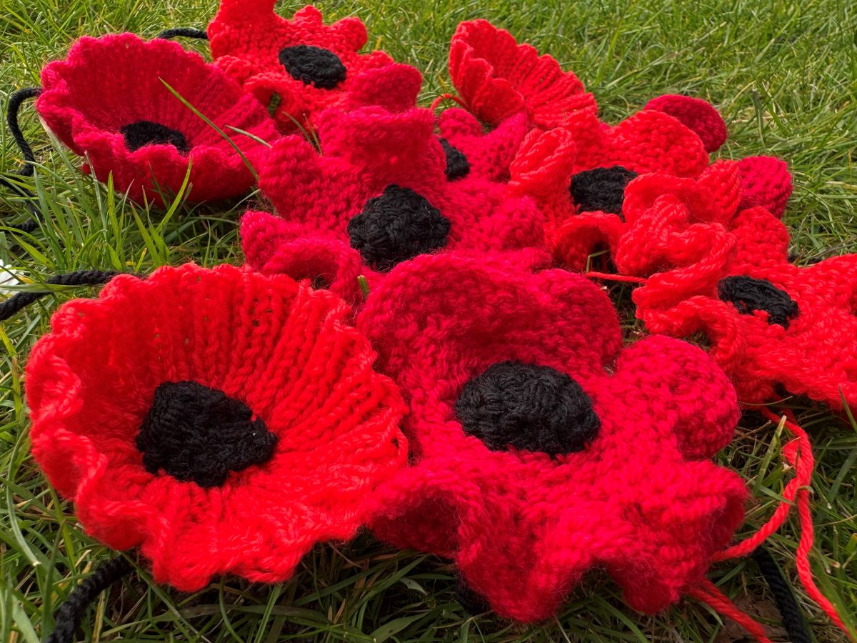 Poppy red close up on grass.jpg