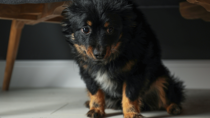 A Puppy Looks Frightened While Hiding Under A Chair