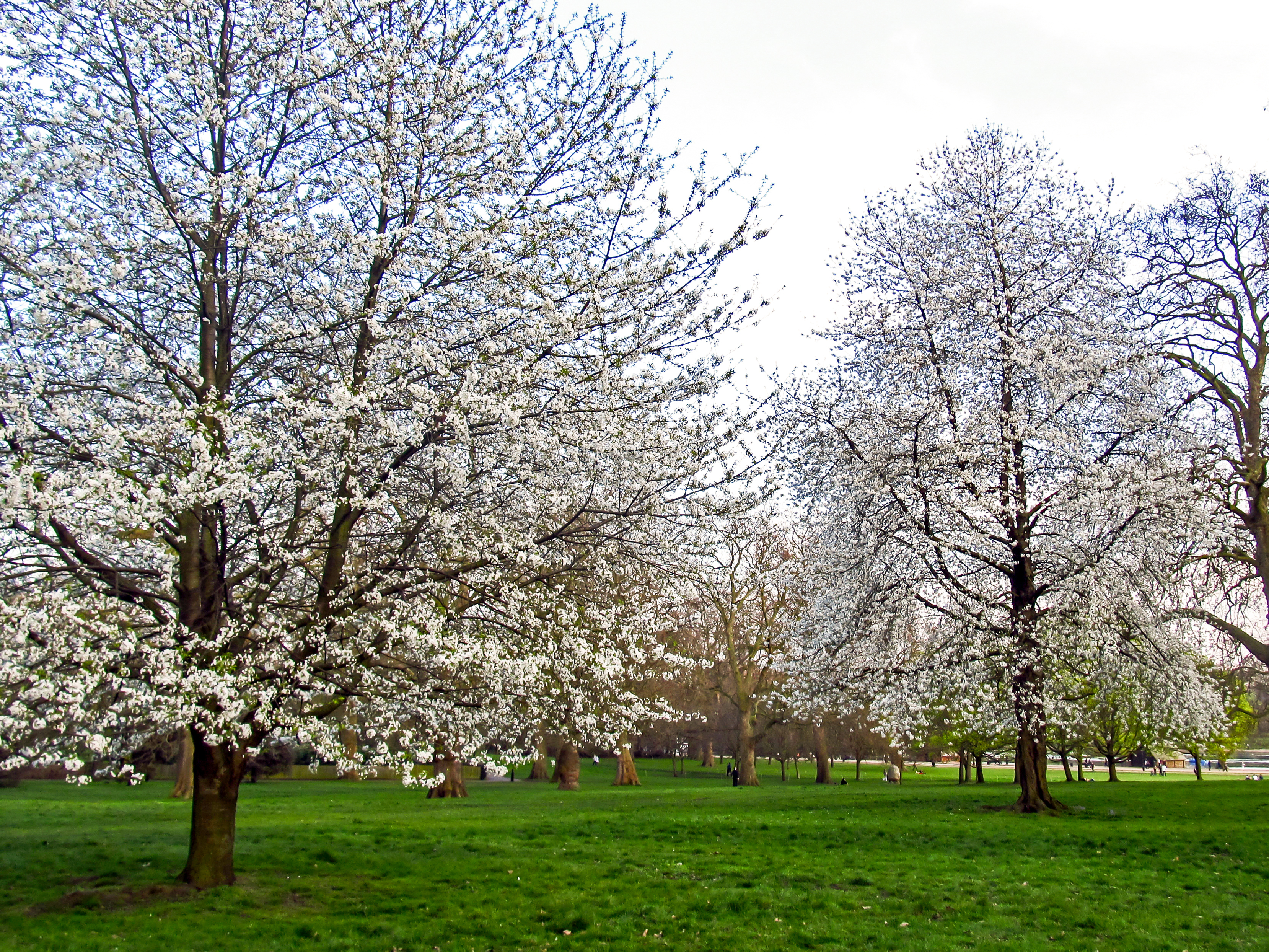 Bird Cherry