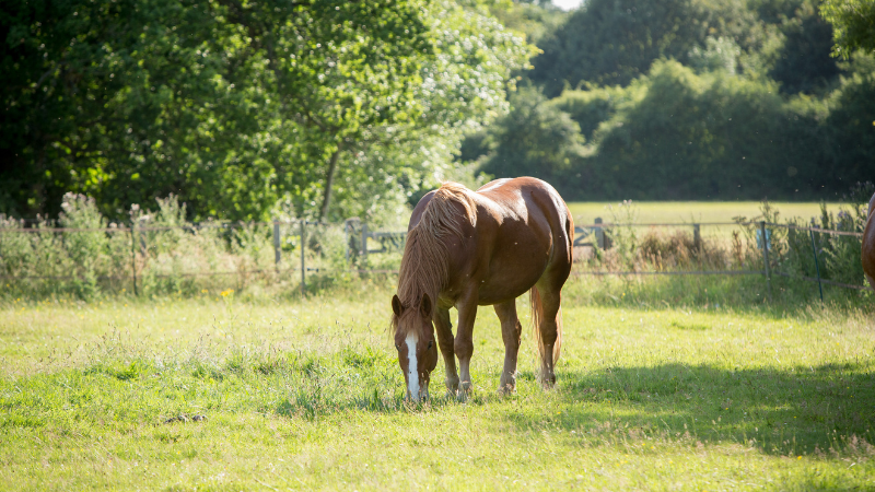 A Suffolk Punch Grazing In The Paddock Credit Eye Shine