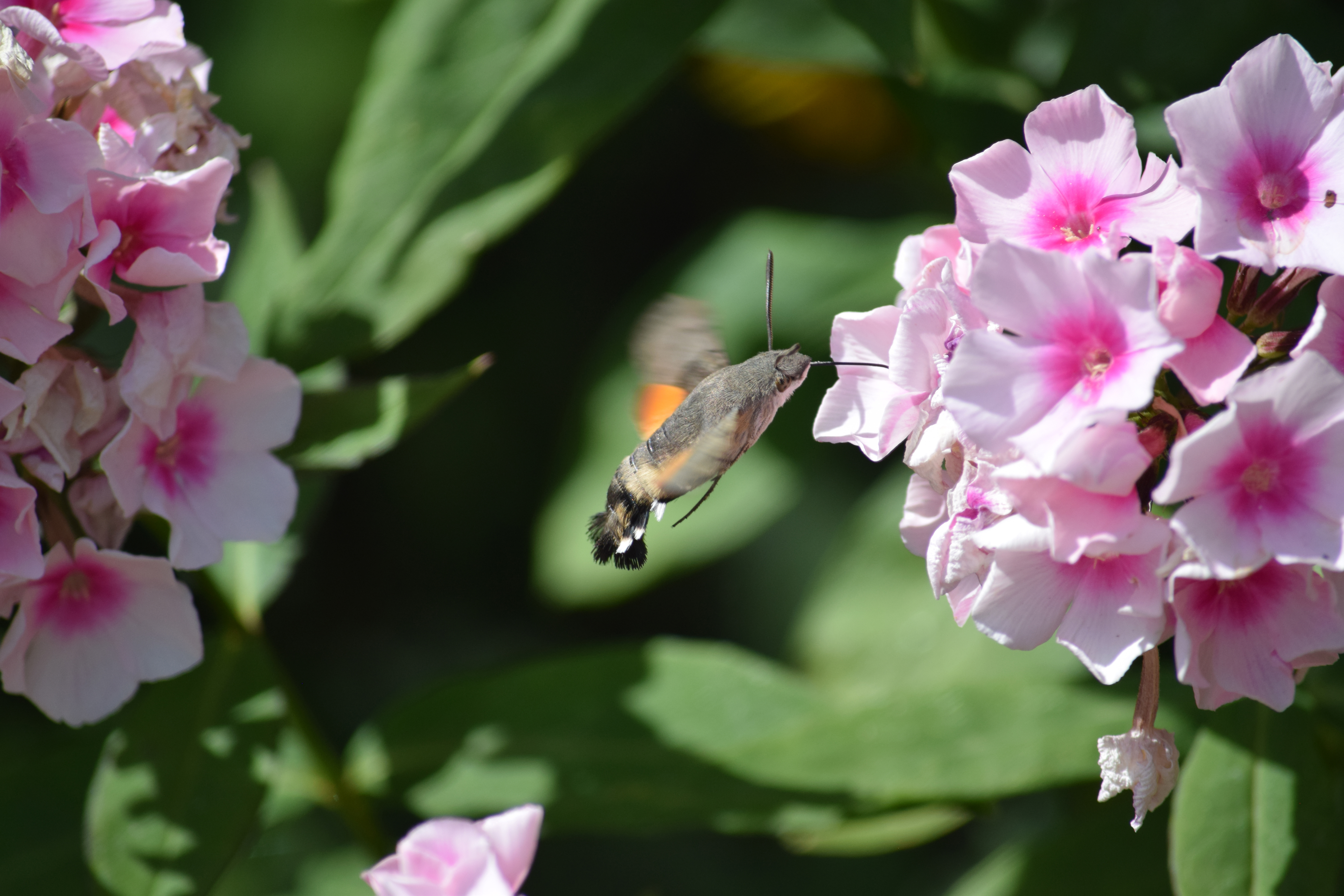 Hummingbird Hawk Moth, Chelmer Village (Apr 2024) (2)