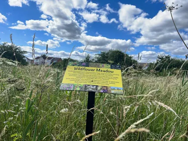 Frankland Fields Wildflower Meadow