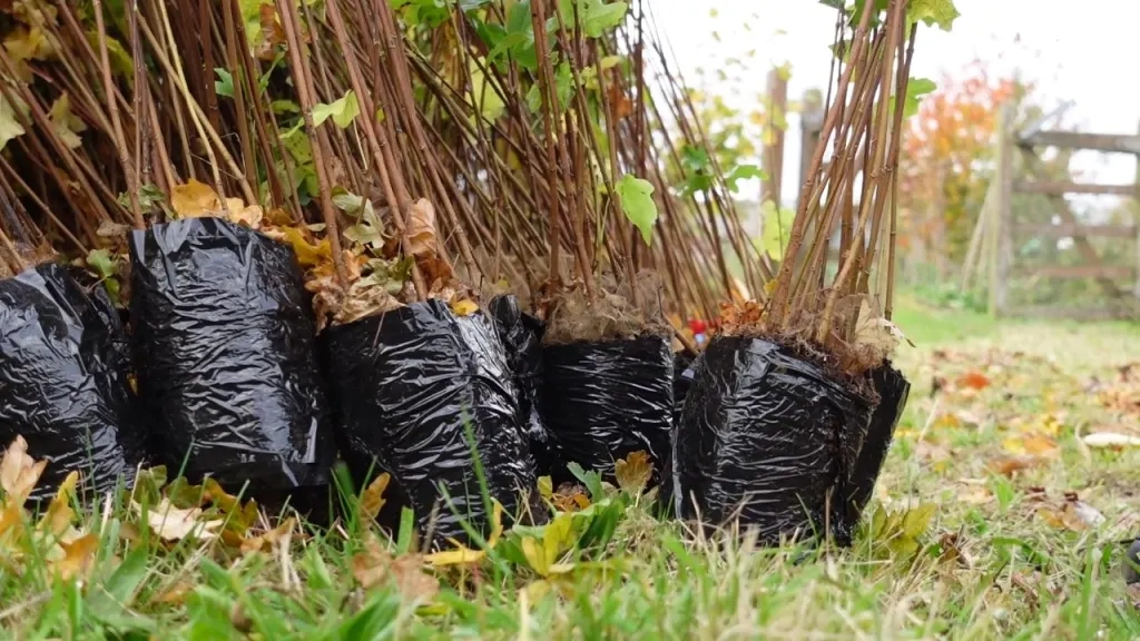 Treeplanting Stock Image - whips ready to be planted