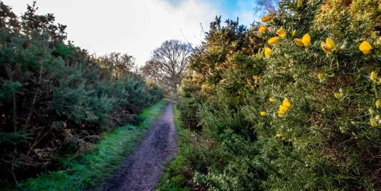 New Growth In Galleywood Common, A Park In Chelmsford (1)