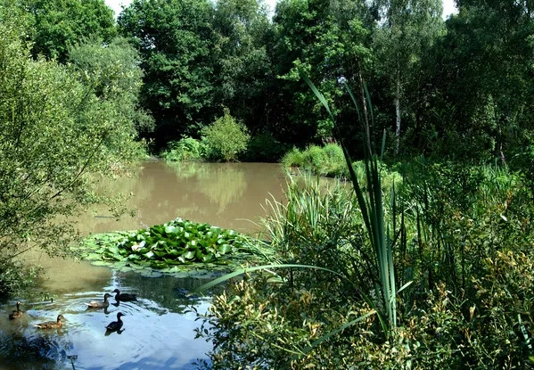 Galleywood Common (Waterlilies)