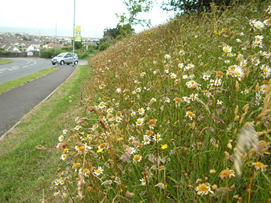 Roadside grass verge with wildflowers