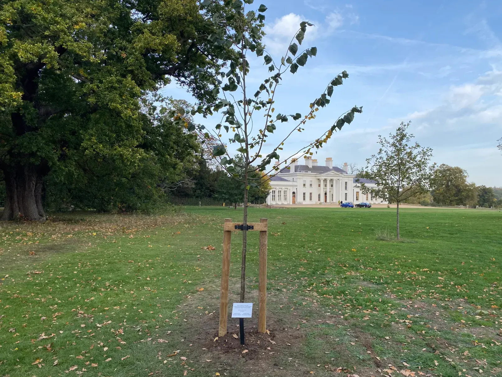 Tree Planted At Hylands