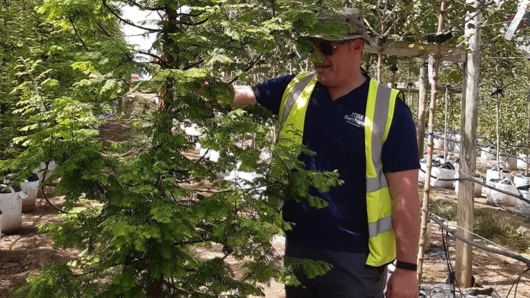 Parks Worker With Tree For Planting
