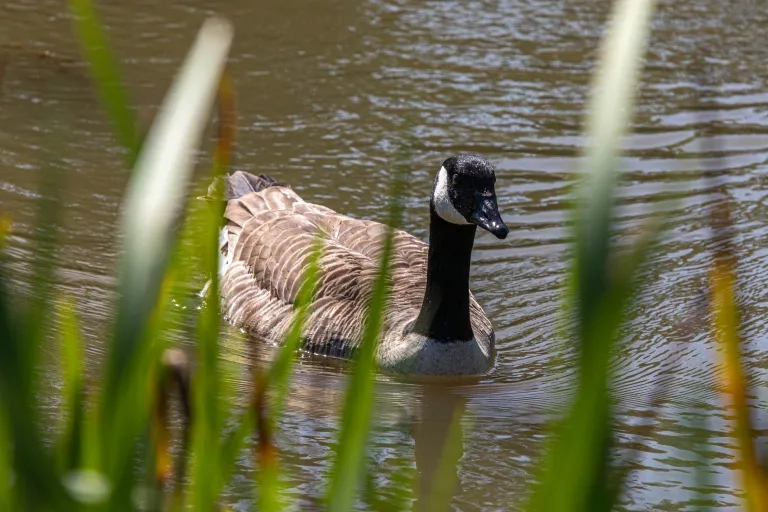 Canada goose