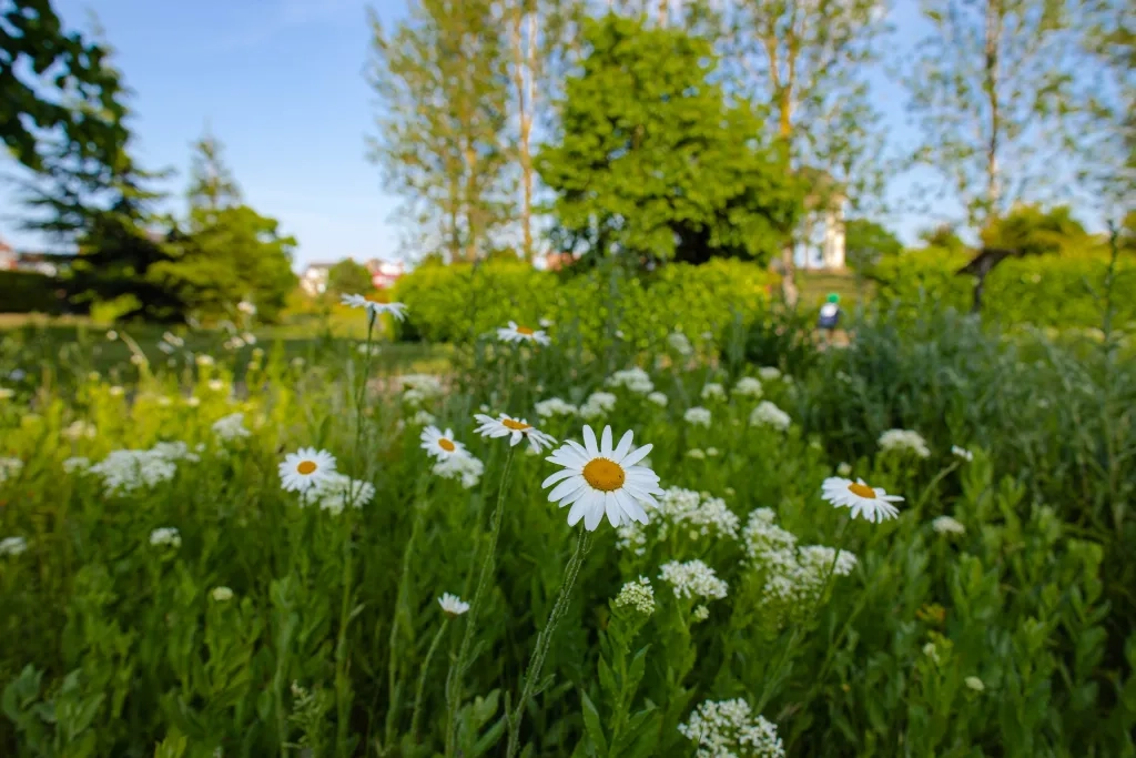 Daisies