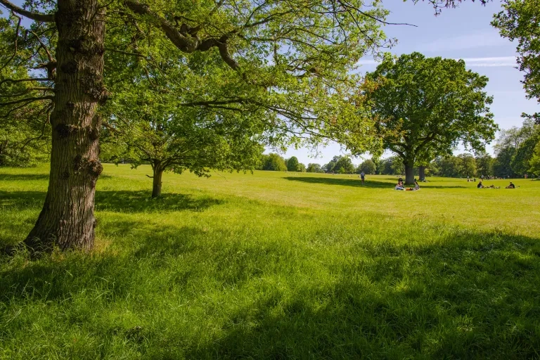 Hylands Park (Credit: Aaron Crowe)