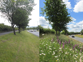 Comparison photo of roadside verge unmown