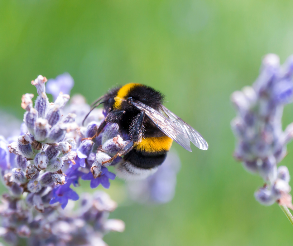 Bee On Flower