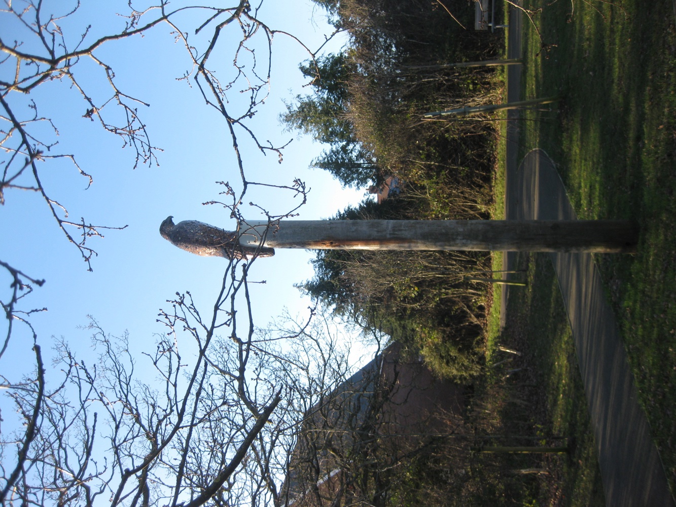 Public Art Buzzard The Guardian