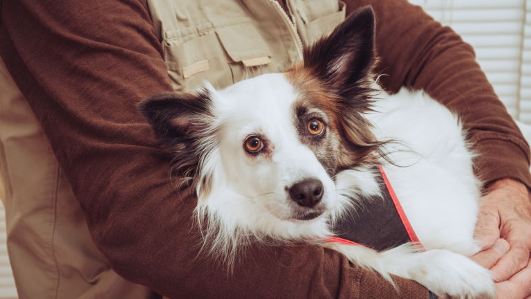 A Close Up Of A Dog Who Is Sitting On Someone's Lap