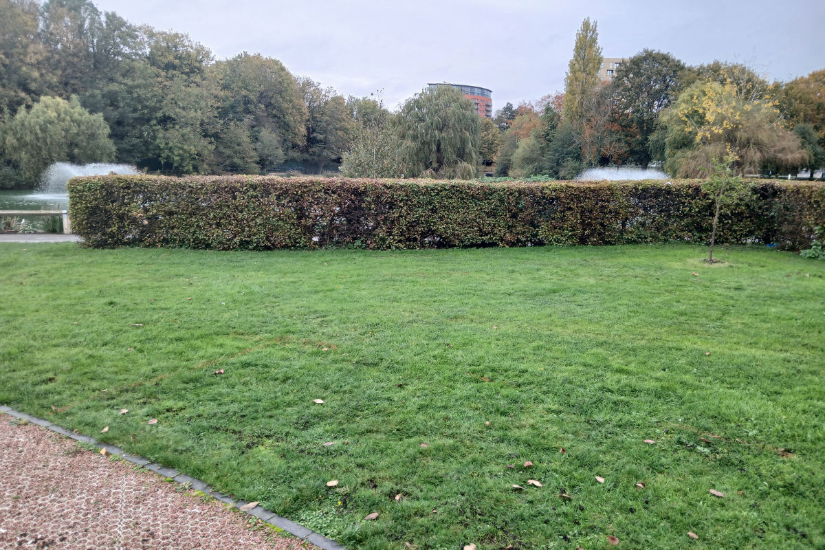 The Area Before Grass With One Tree And A Hedge Border