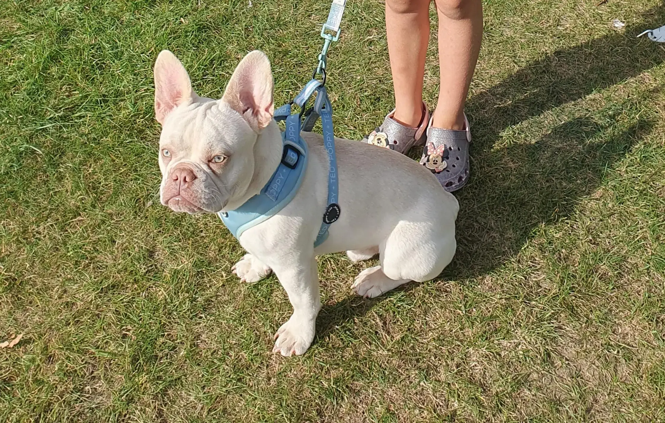 A French Bull Dog Looks Up At The Camera
