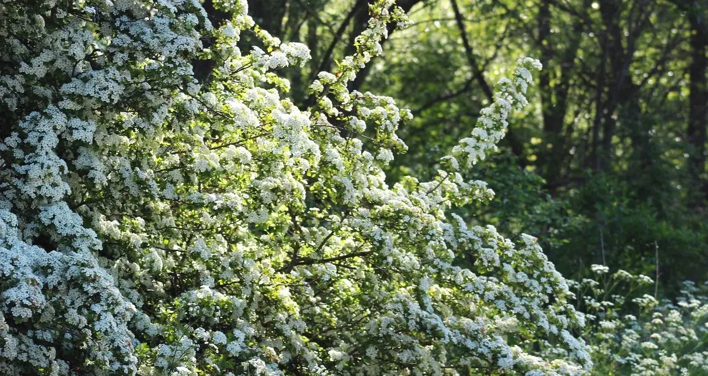 Blossom At The Bunny Walks