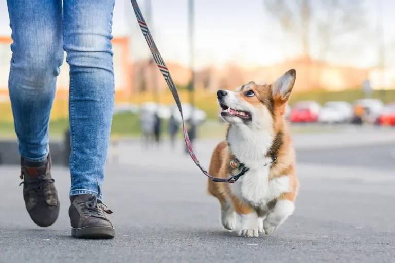 Corgi being walked
