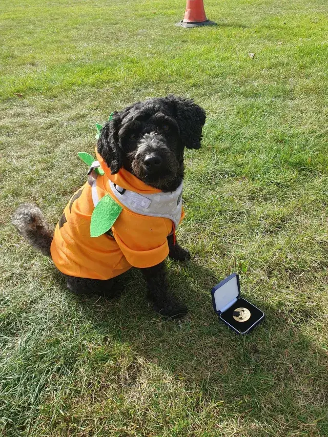 Cockapoo Belle Poses With Her Medal For Best Paw Shaker