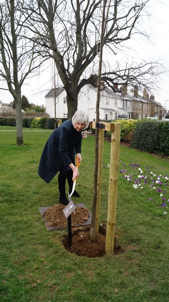 HM Lord Lieutenant, Mrs Jennifer Tolhurst Planting A Lime Tree