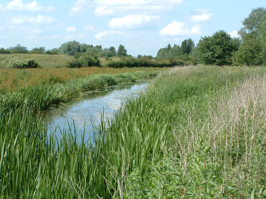 Chelmer Valley Nature Reserve (1)