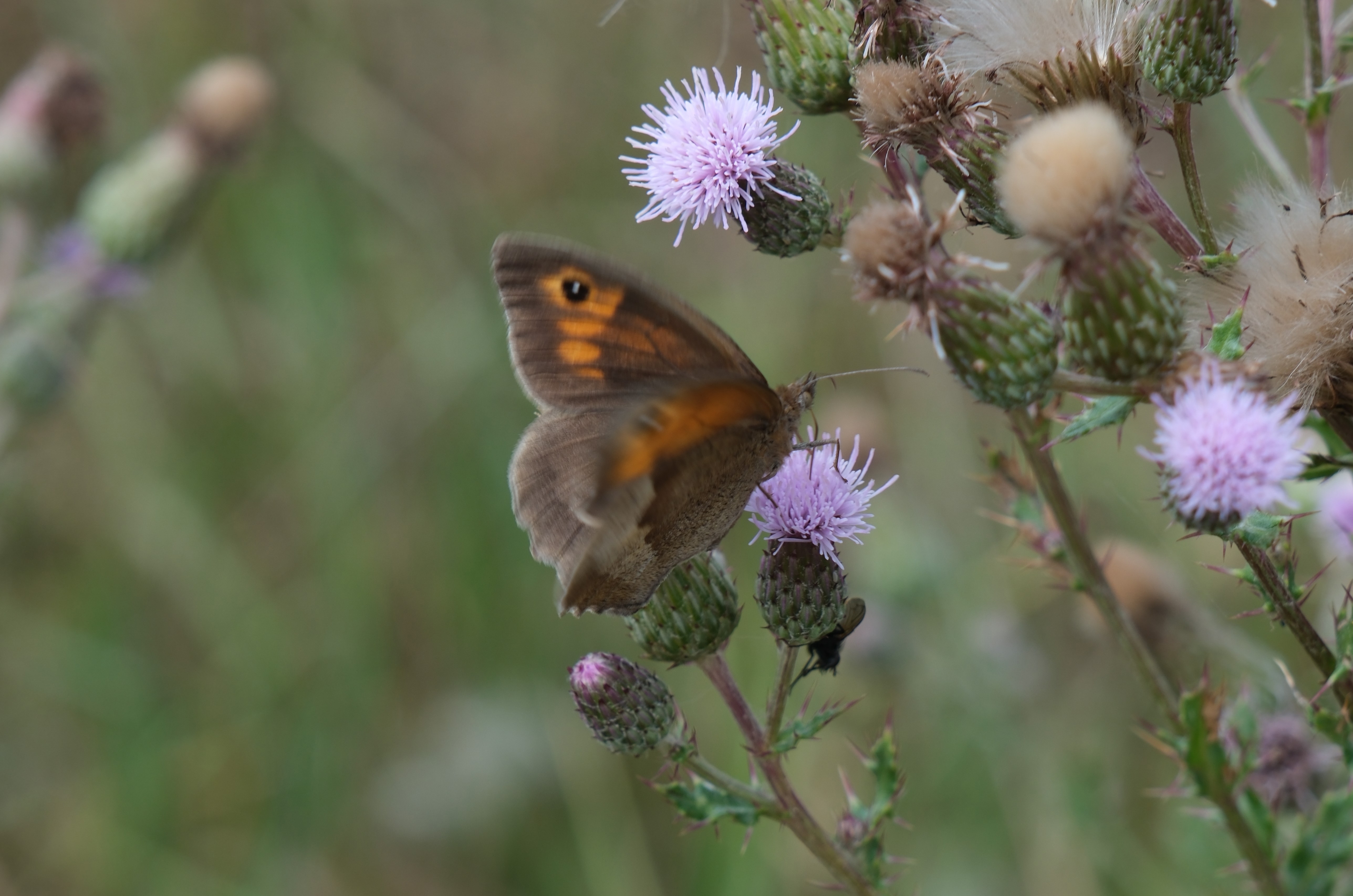 John Shennan Local Nature Reserve butterfly landscape.JPG