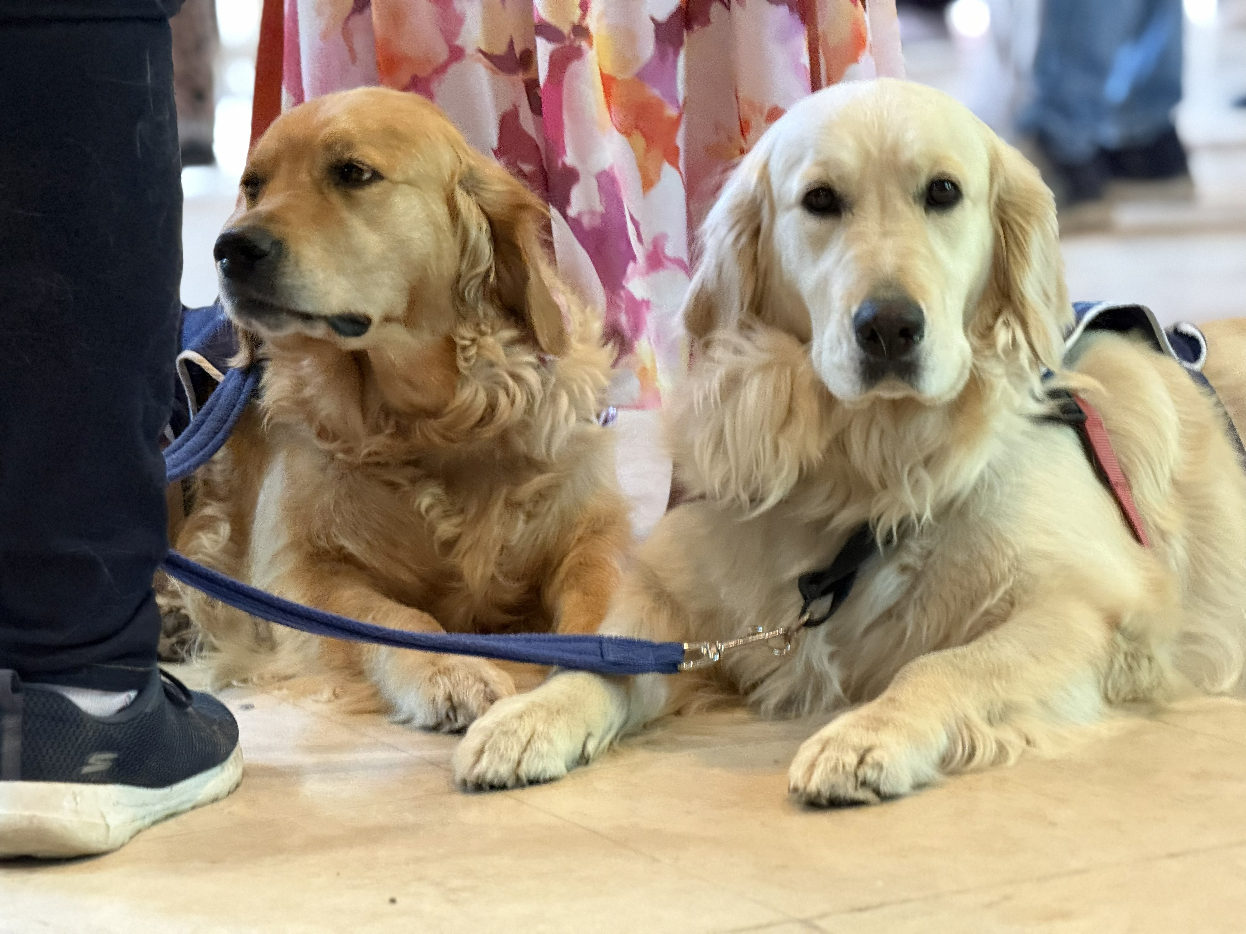 CVS Awards Good Dogs