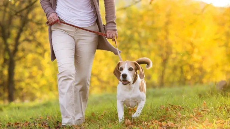Person Walking A Beagle