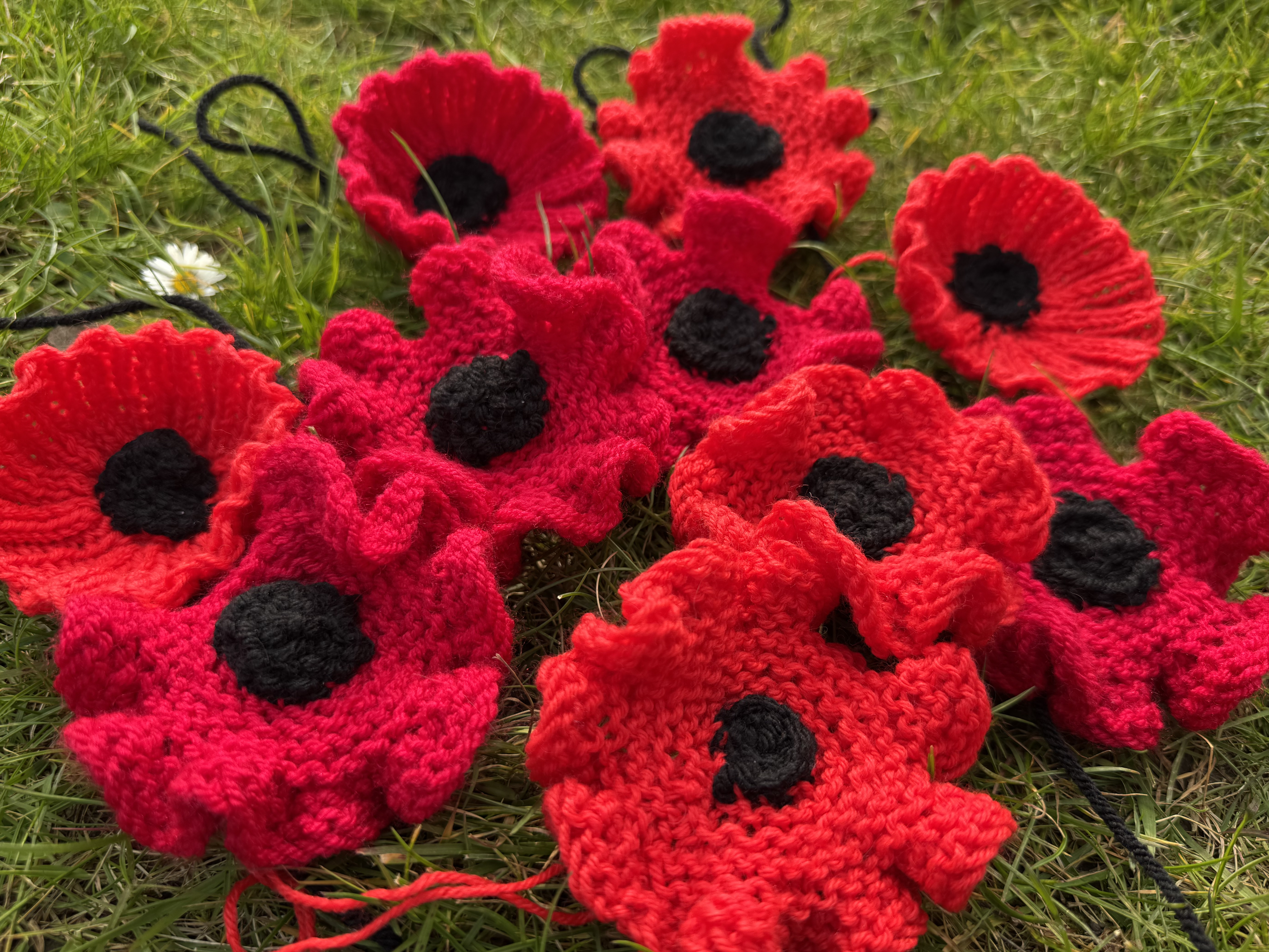Knitted Poppies For Remembrance